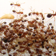 Illustration for article titled Insect meat is the new beef